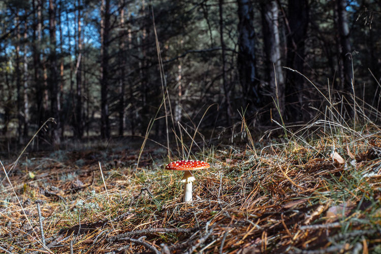 Mushroom growing on field in forest