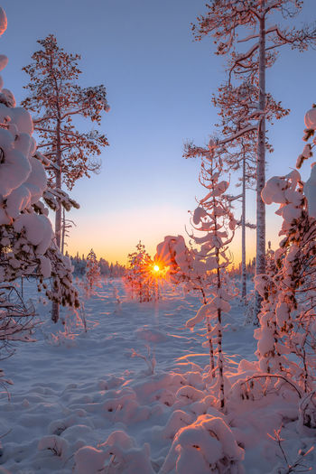Snow covered trees against sky during sunset