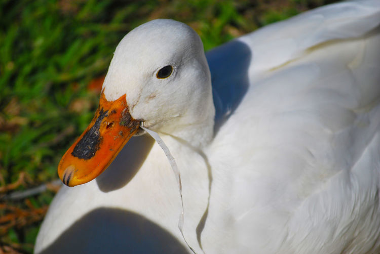 Close-up of white duck