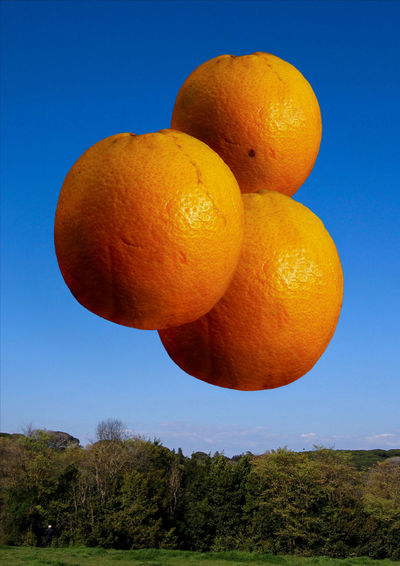 Orange fruits on tree against blue sky