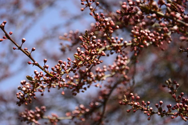 Close-up of japanese cherry blossoms