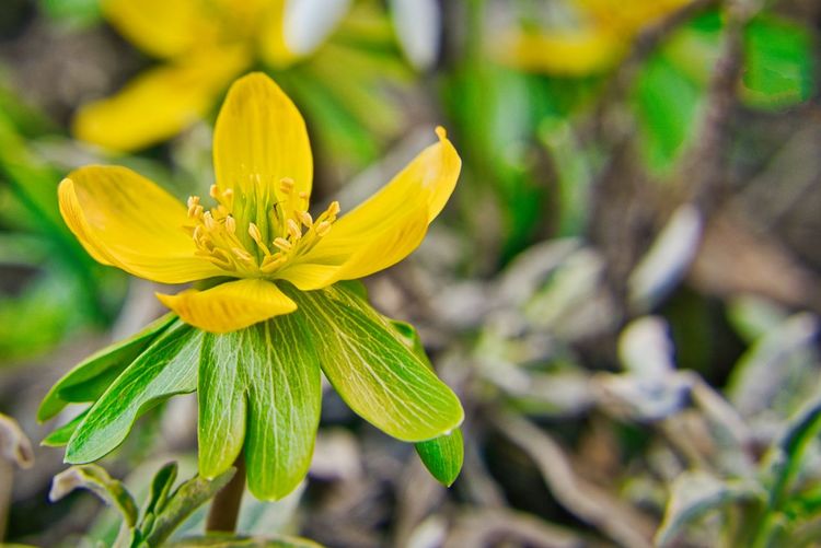 Winterling , blüte