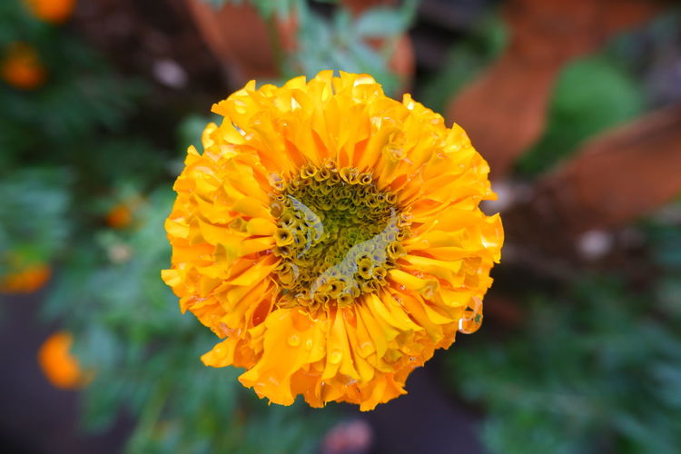 Close-up of yellow flower. marigold