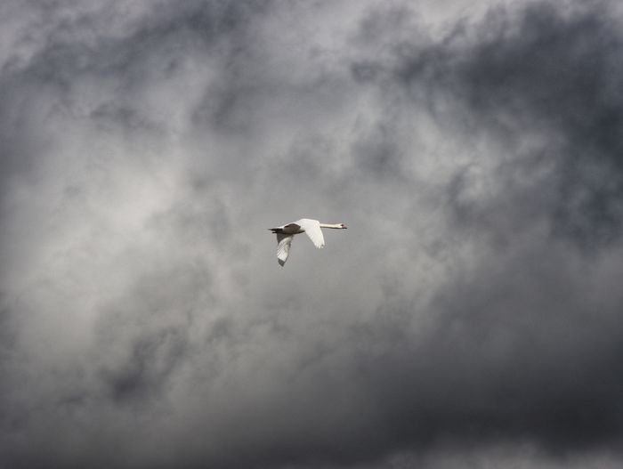Low angle view of swan flying in sky