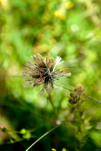 Close-up of wilted dandelion on plant