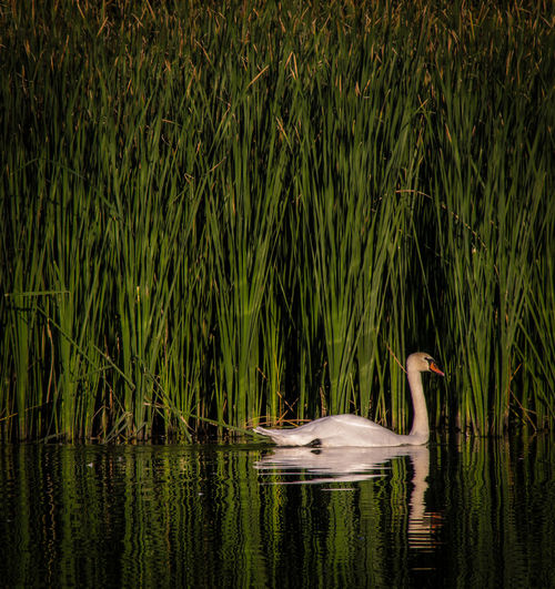 Swan swimming against grass on lake