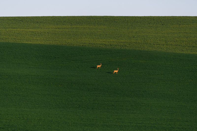 Moravia, green fields with roe deers