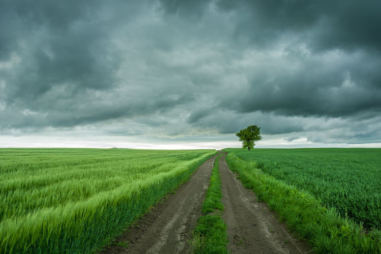 Road passing through agricultural field against sky