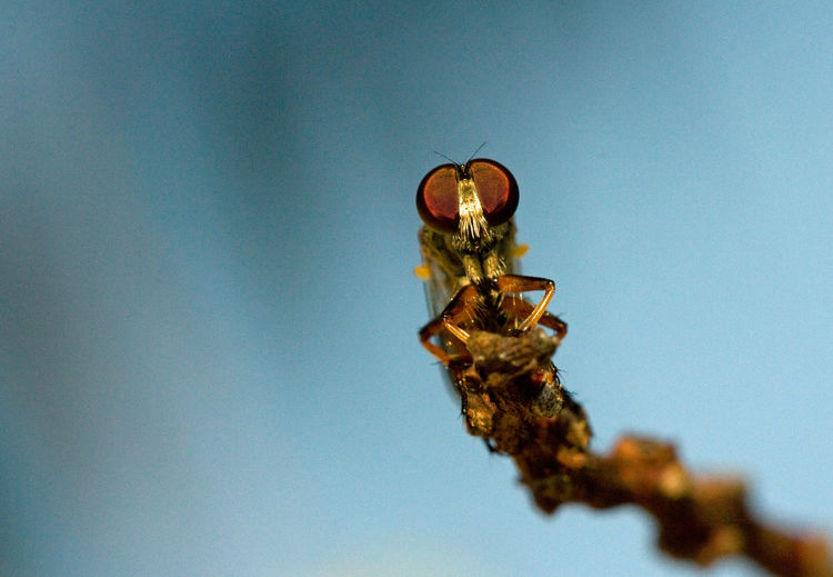 Close-up of fly on branch