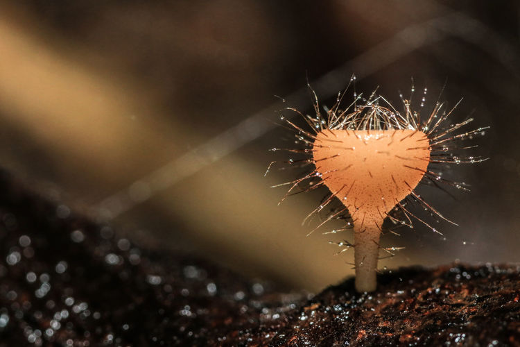 Close-up of spiked mushroom growing on field