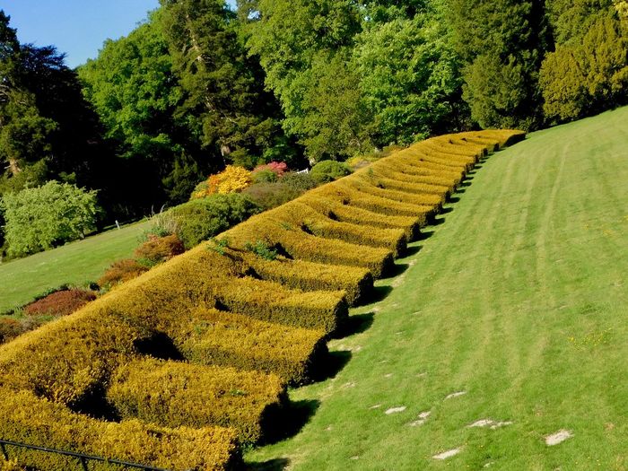 Regimental hedges. private gardens 