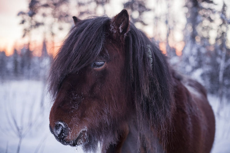 Horse at winter