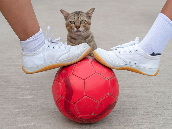 Low section of person with cat on ball