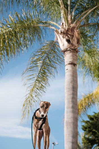 View of dog on palm tree