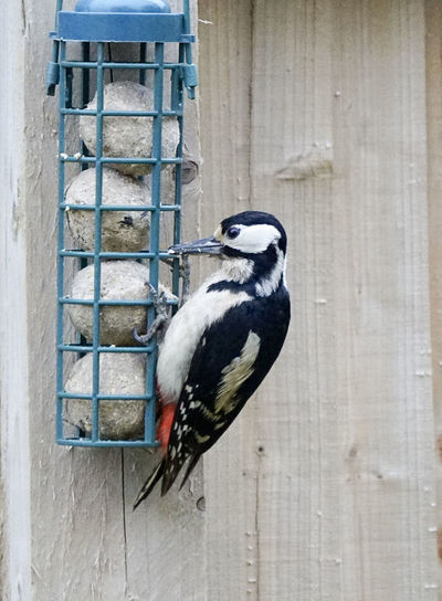 Great spotted woodpecker perching on feeder