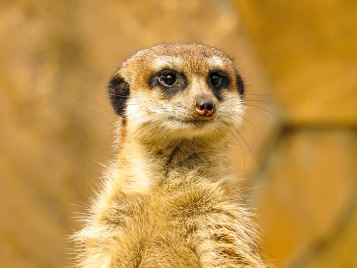 Meerkat from the mongoose family.