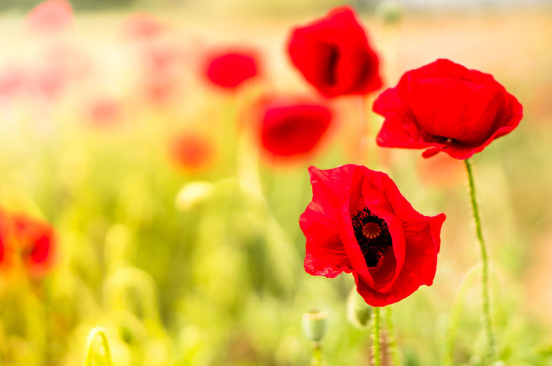 Nice poppy flowes with meadows and space for text