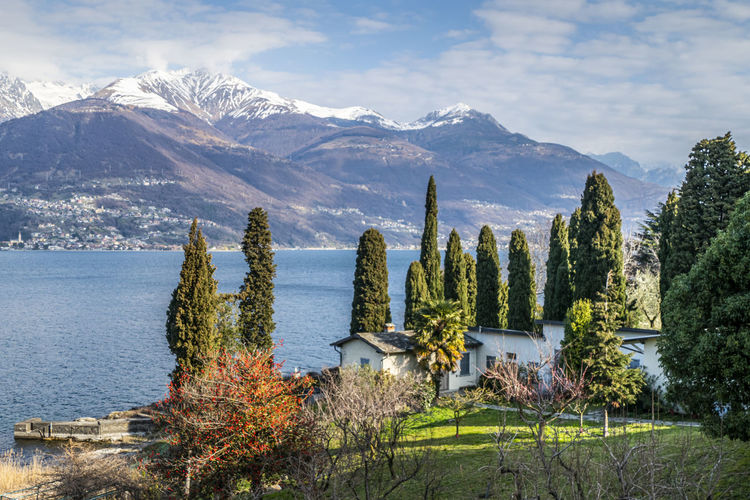 Cypresses and flowering trees on lake como with the snow capped alps in the background