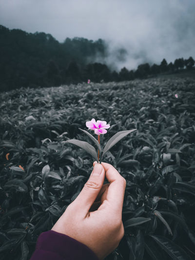 Cropped hand holding pink flowering plant on field