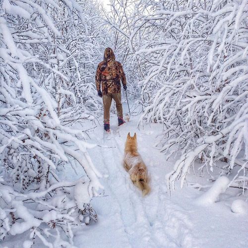 Rear view of man with dog walking amidst frozen trees on snowcapped field
