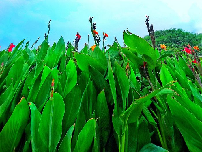Close-up of a plant