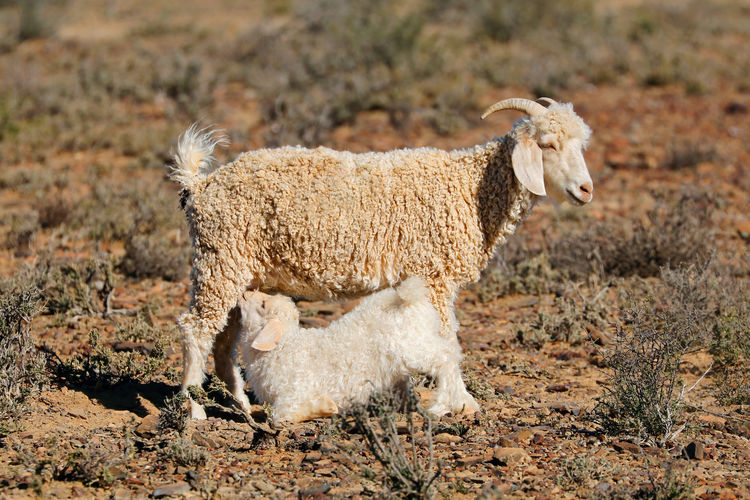 A young angora goat kid suckling milk from its mother on a rural farm, south africa