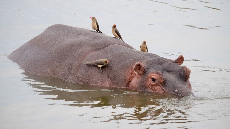 View of an animal in water
