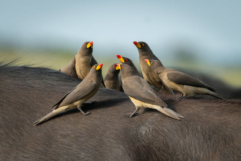 Group of yellow-billed oxpeckers perch on buffalo