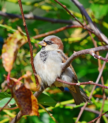 Close-up of bird perching on branch