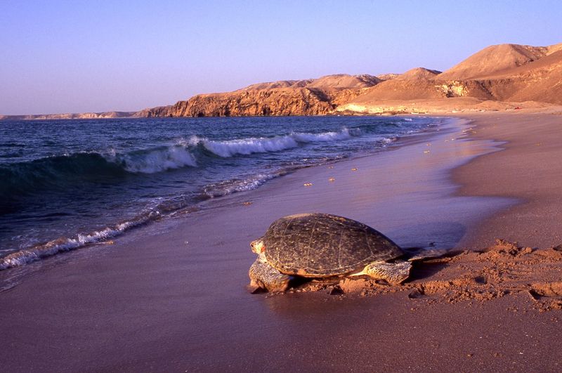 Scenic view of rocks on beach against clear sky and turtle