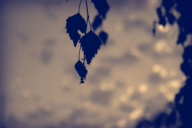 Close-up of leaf against blurred background