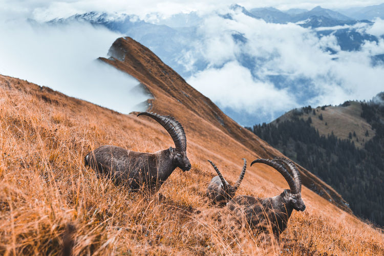Wild isolated ibex grazing on meadow above the clouds in augstmatthorn, switzerland