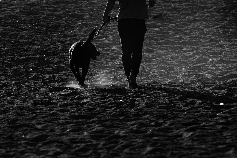 Low section of man with dog walking in water