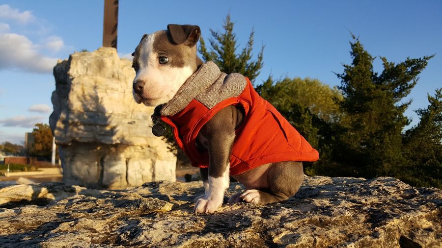 Low angle view of pit bull terrier on rock
