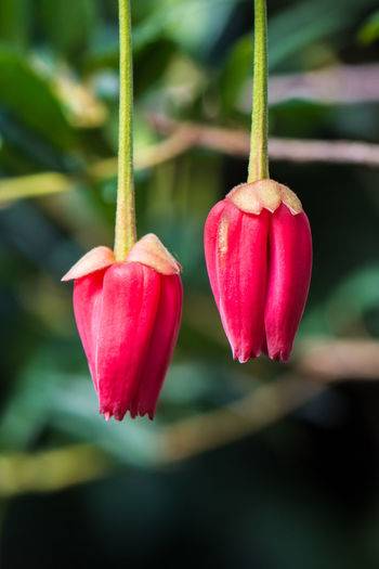 Close-up of red buds
