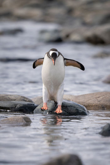 Gentoo penguin jumping over rocks in sea