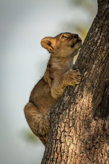 Lion cub climbing on tree trunk
