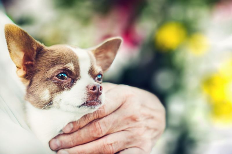 Close-up of puppy