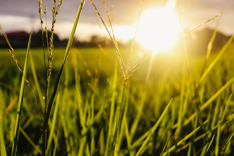 Close-up of grass growing in field against bright sun