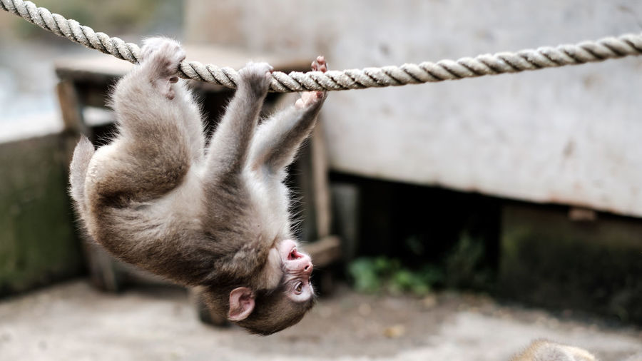Close-up of a monkey hanging on rope