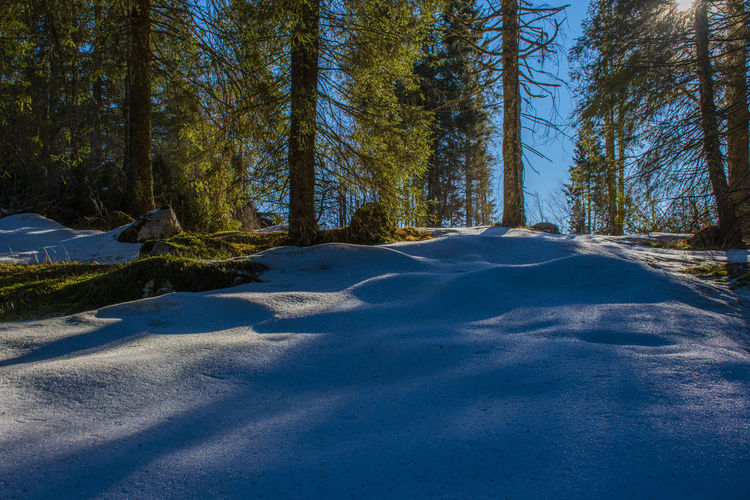 Snow covered land amidst trees against sky in winter
