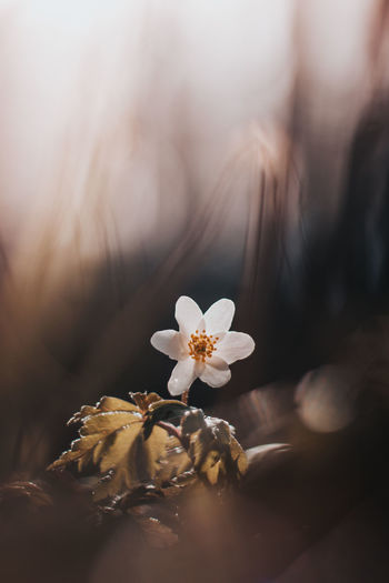 Close-up of anemonoides nemorosa flower illuminated by late sun. wood anemone flower 