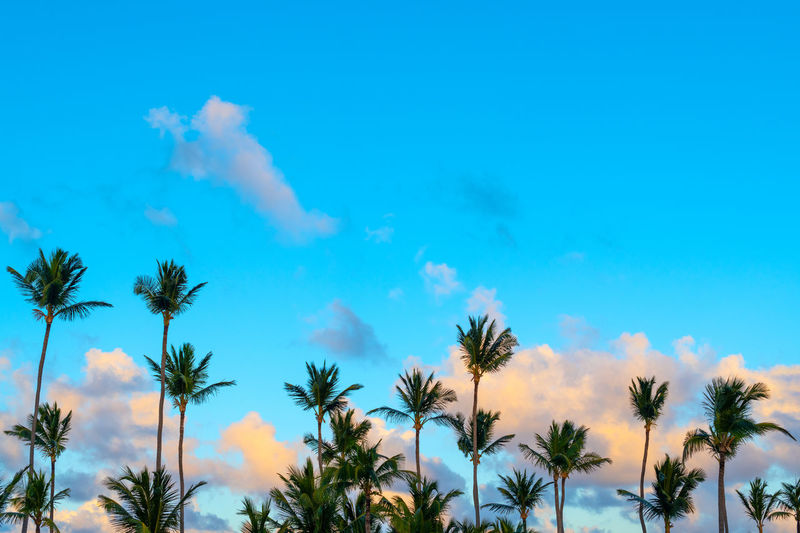 palm tree