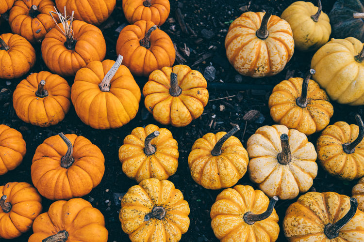 Full frame shot of pumpkins for sale