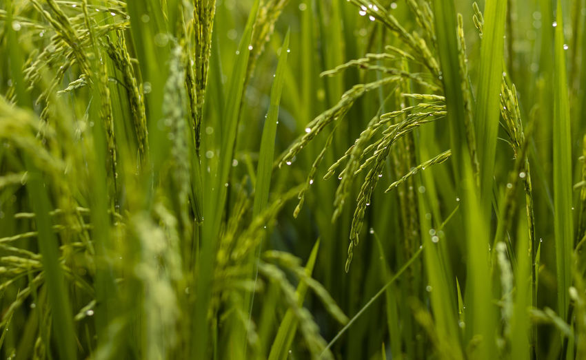 Close-up of wet crops growing on field