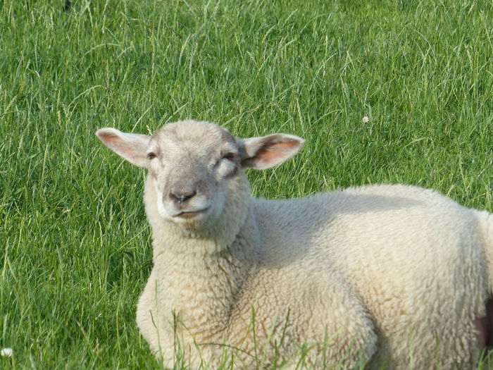 Portrait of sheep on field