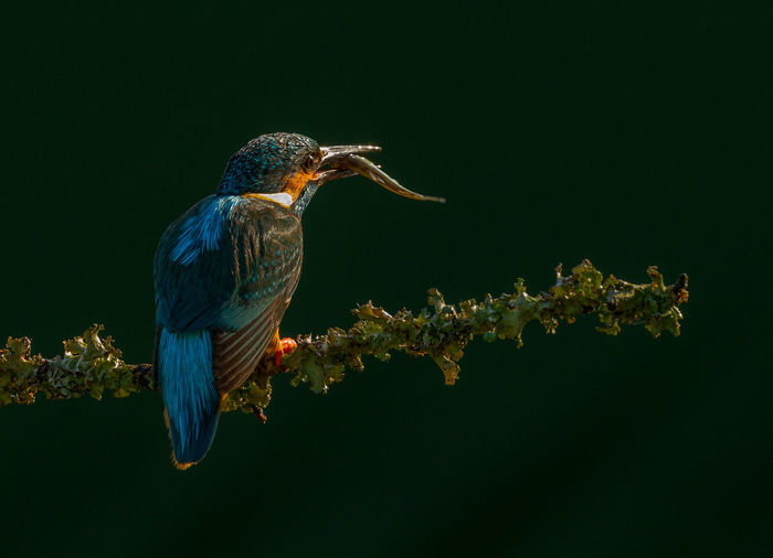 Kingfisher with dead fish in beak perching on branch