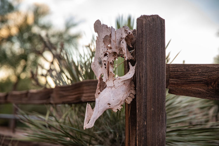 Close-up of animal skull on wooden fence on field