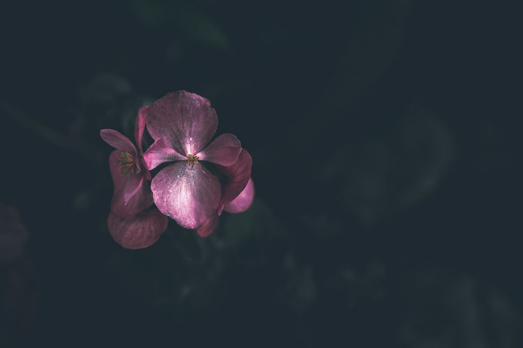 Pink begonia flowers