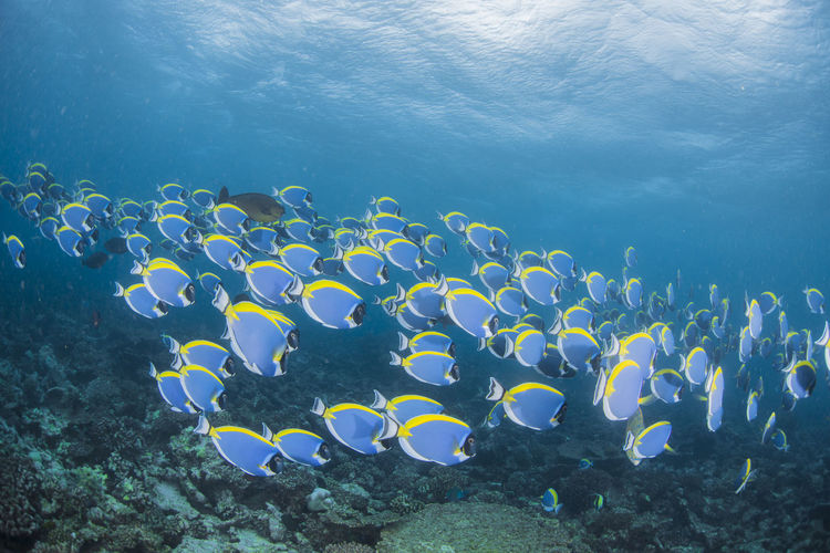 School of powderblue surgeonfish,wide angle